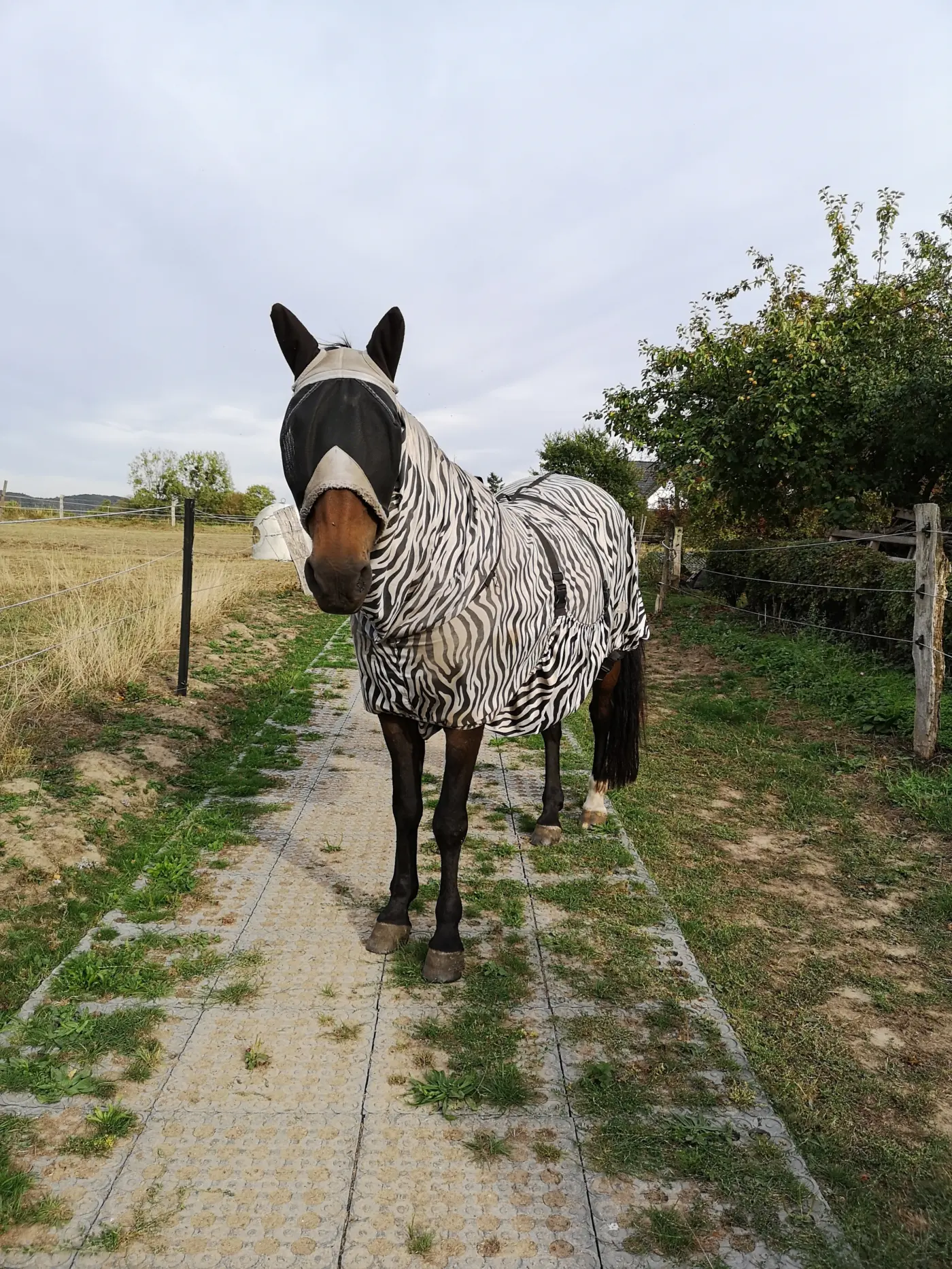 TM Stable – Industrieboden