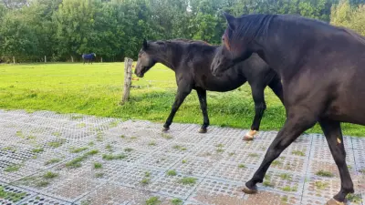 TM Stable 20