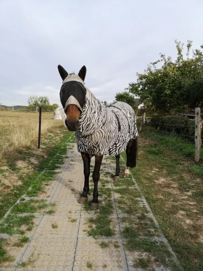 Pferde & Landwirtschaft
