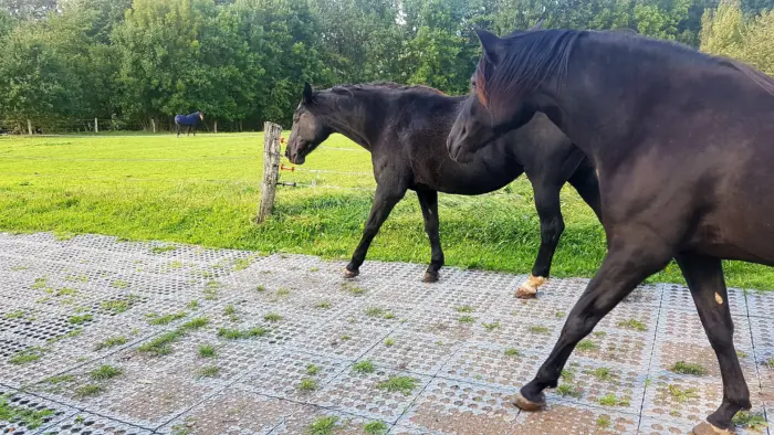 TM Stable 20
