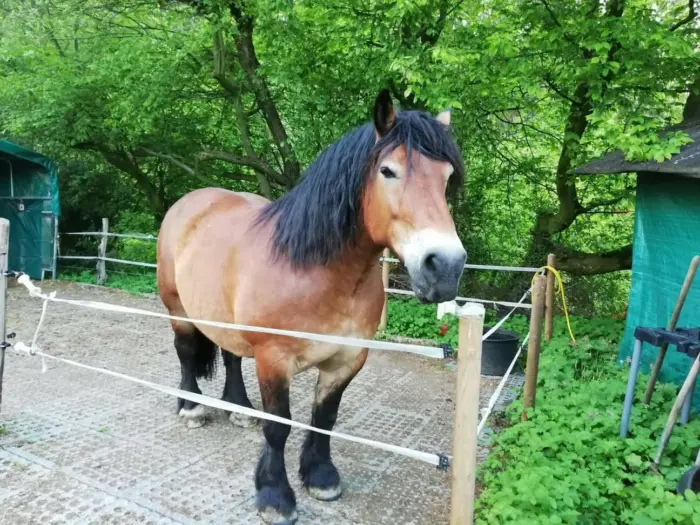 TM Stable – Industrieboden